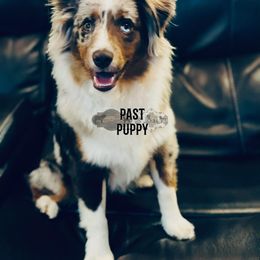 French Bulldog, Great Dane, and Miniature Australian Shepherd All Grown Up from Cotton Country Kennels