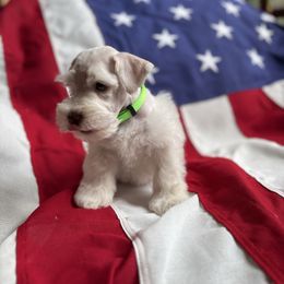 Stitch- green - White male Miniature Schnauzer puppy in Littleton, Colorado from Wahl 2 Wahl Schnauzers