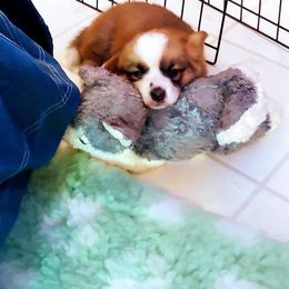 Cardigan Welsh Corgi Puppies from Solstice Kennels