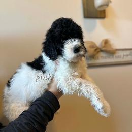 Pink Collar - Parti female Poodle puppy in Shelby, Alabama from New Life Family Farm