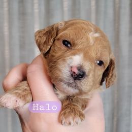 Halo (Purple Collar) - Red  female Goldendoodle puppy in Scurry, Texas from 07 Seven Oaks Goldens and Doodles