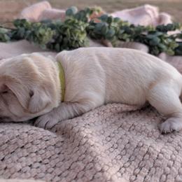 Dilute Retriever and Labrador Retriever Puppies from LC Hunting Labs, LLC.