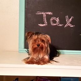 Yorkshire Terrier All Grown Up from New Yorkie City