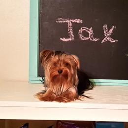 Yorkshire Terrier All Grown Up from New Yorkie City