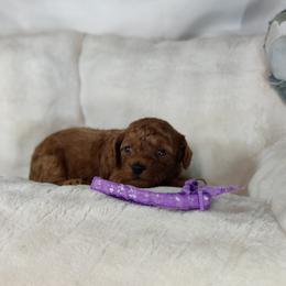 Girl 2 - female Poodle puppy in Westfield, North Carolina from Legacy Pets