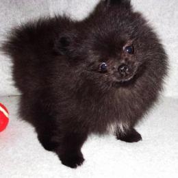Gigi - Black female Pomeranian puppy in Jefferson City, Missouri from MJ’s Pomeranians