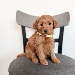 Oreo - Red  male Goldendoodle puppy in Billings, Montana from Montana Raised Doodles