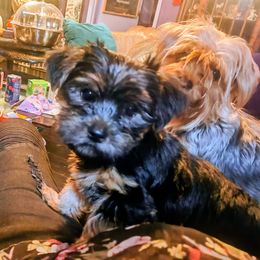 Wendy - Blue and gold female Yorkshire Terrier puppy in San Jose, California from Little Furry Treasures