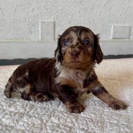 Maul - Bou - Dapple male Dachshund puppy in Temecula, California from Naomi Magee's Dachshund Kennel