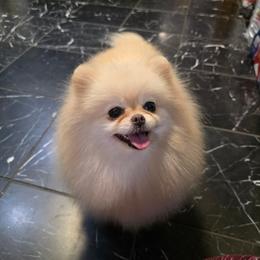 Winter - Cream female Pomeranian puppy in Wildersville, Tennessee from RoyalRarity's Poms & Enrichment