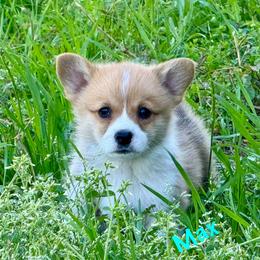 Pembroke Welsh Corgi Puppies from Pembroke Welsh Corgis at Belle Haven