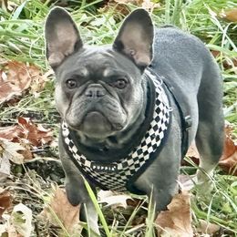 Vickie - French Bulldog