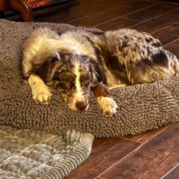 Jema - Red merle female Australian Shepherd puppy in Amarillo, Texas from 6J Aussies Australian Shepherds