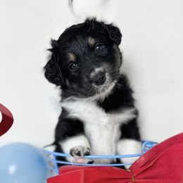 Australian Shepherd Puppies from Scottstead Aussies