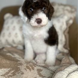 Harvey - Chocolate male Assorted Doodle Crosses puppy in West Monroe, Louisiana from Southern Haven Doodles