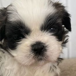 Golden Retrievers from Barrington's Golden Retrievers