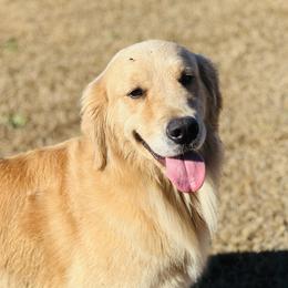 Gitchie - Golden Retriever
