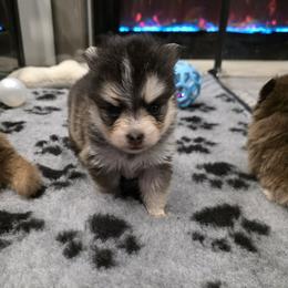 Dachshund and Pomsky Puppies from Colorado Mini Dachshunds & Mini Pomskies