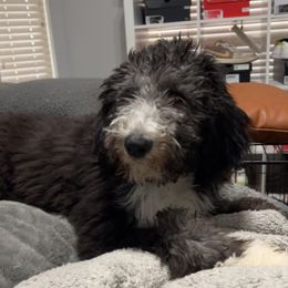 Sheepadoodle All Grown Up from Clevenger’s Sheepadoodle Fur Baby Farm