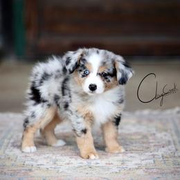 Cholula - Blue merle female Miniature Australian Shepherd puppy in Prague, Oklahoma from Clay Creek Aussies