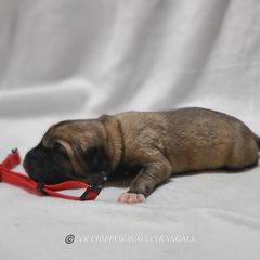 Vega - Fawn Kangal puppy in Bloomer, Wisconsin from Chippewa Valley Kangals