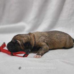 Vega - Fawn Kangal puppy in Bloomer, Wisconsin from Chippewa Valley Kangals
