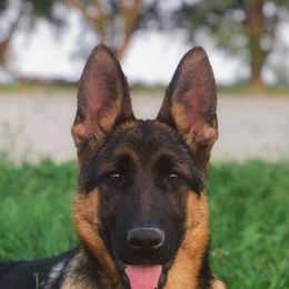 American Leopard Hound, Bluetick Coonhound, and German Shepherd Puppies from Haus Biery German Shepherds, Benchmark Blueticks & Leopard Hounds