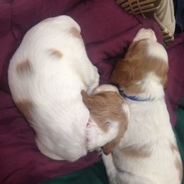 Brittany Puppies from Jacquie Jolly