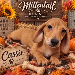 Cassie - Red female Dachshund puppy in Hudson, Michigan from Mittentail Kennel Miniature Dachshunds & Australian Shepherds