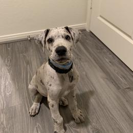 Great Dane Puppies from Texas Devine Danes