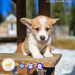 Newley O'Brien - Red male Pembroke Welsh Corgi puppy in Fortine, Montana from North Star Pembroke Welsh Corgi's