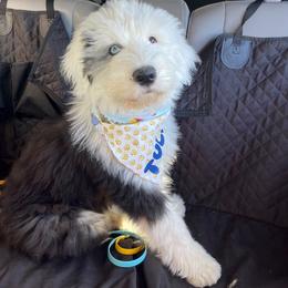 Old English Sheepdog Puppies from Yadah Sheepdogs