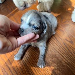 Finley - Blue merle male Toy Australian Shepherd puppy in Fairview, Tennessee from Hoffman Forest Acres LLC
