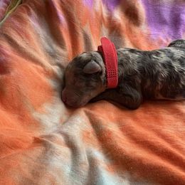 Boy 1 - Brown male Poodle puppy in Gladewater, Texas from Kalin’s K9s