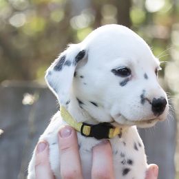 Girl 4 - Dalmatian puppy in Cottage Grove, Oregon from Hidden Hills Dalmatians