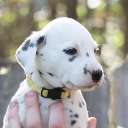 Girl 4 - Dalmatian puppy in Cottage Grove, Oregon from Hidden Hills Dalmatians