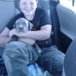 American Bully Puppies from XLRG BULLIES