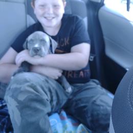 American Bully Puppies from XLRG BULLIES