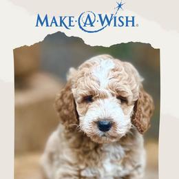 Goldendoodle Puppies from Penny Lane’s Doodles