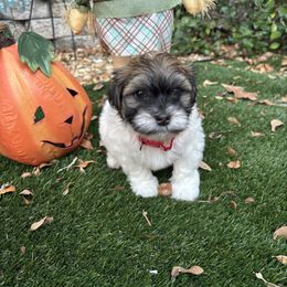 Harper - Black and white male Havanese puppy in Four Corners, Florida from Charlie’s Havanese Angels