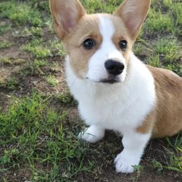 Pembroke Welsh Corgis from Rocky Creek Corgis