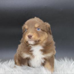 Flicker - Red tri female Miniature Australian Shepherd puppy in Foxworth, Mississippi from Ten Mile Aussies