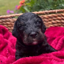 Lincoln - Black white and tan male Cockapoo puppy in Egg Harbor City, New Jersey from Grace Given Cockapoos (GGC)