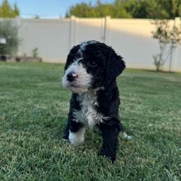 Maple - female Australian Mountain Doodle puppy in Sherrills Ford, North Carolina from Magnolia Grove Farms