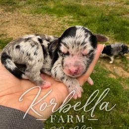 Mojito - Blue merle male Aussiedoodle puppy in Mulino, Oregon from Korbella Farm