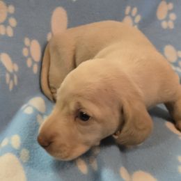 Chocolate based ee cream smooth - Cream male Dachshund puppy in Lyle, Washington from Wines Wienery