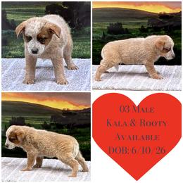 Male 03 - Red speckled male Australian Cattle Dog puppy in Sheridan, Oregon from 6pk Cattledogs