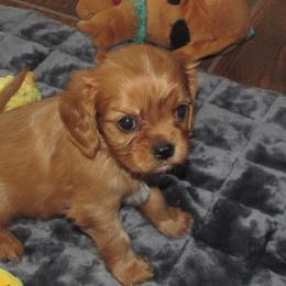 Cavalier King Charles Spaniels and Dachshunds from Lori's Cavalier King Charles Spaniels & Dachshunds