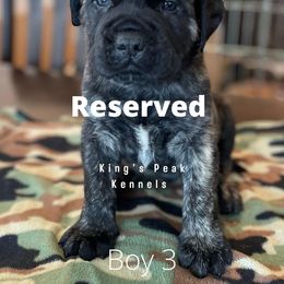 Boy 1 - Mastiff puppy in Kanosh, Utah from King’s Peak Kennels
