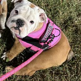 Bulldog puppies from Empire Bulldogs & French Bulldogs